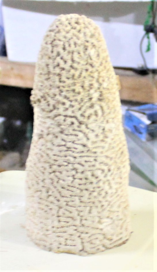 大き目　人口サンゴコーラル　高さ24ｃｍ×幅12ｃｍ